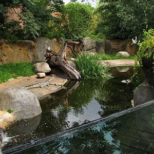 Gharial outside pool