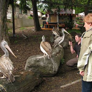 Spot-billed pelican aviary
