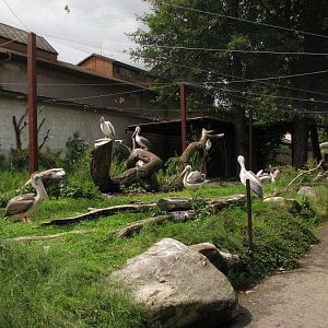 Spot-billed pelican aviary