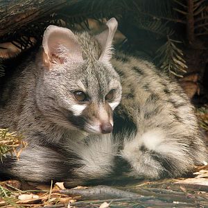 Common Genet (Genetta genetta)