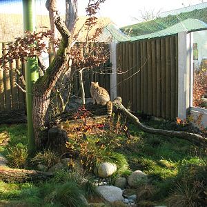 European wildcat (Felis silvestris silvestris) cage