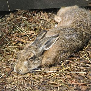 Brown hare (Lepus europaeus)