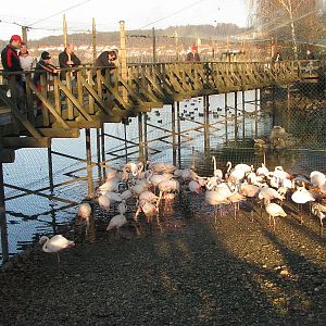 Greater flamingos (Phoenicopterus roseus)