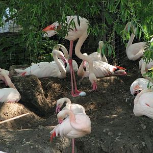 Greater flamingos (Phoenicopterus roseus)