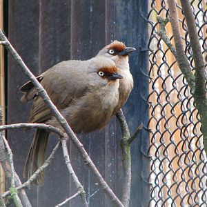 Red-fronted laughingthrush (Garrulax rufifrons)