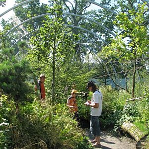 Walk-through aviary for native singing birds