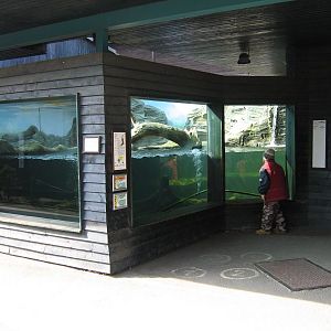 European otter (Lutra lutra) exhibit