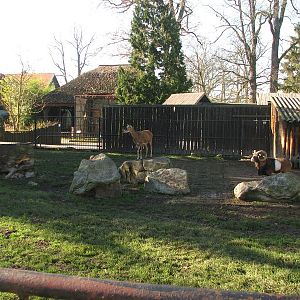 Corsica mouflon (Ovis orientalis musimon) pen