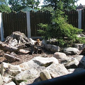 Red fox enclosure