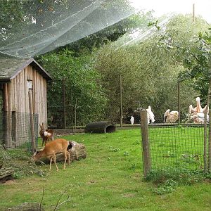 Roe deer (Capreolus capreolus) aviary