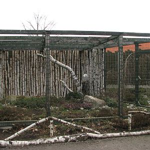 Snowy owl (Bubo scandiacus) cage