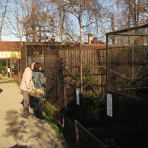 Old bird cages