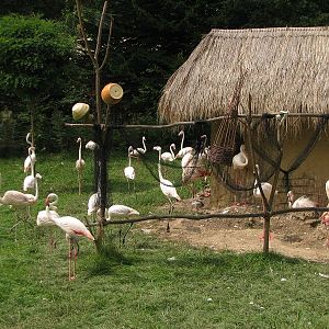Greater flamingo enclosure