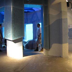 Polar Bear Exhibit Underwater Viewing