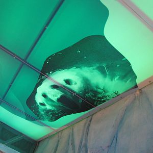 Polar Bear Exhibit Underwater Viewing