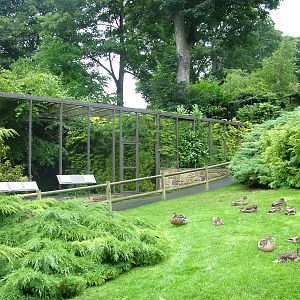 Aviaries at Harewood 01/08/09