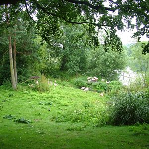 Flamingo enclosure at Harewood 01/08/09