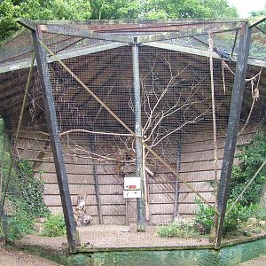 Common Raven Aviary at Lotherton Hall 01/08/09