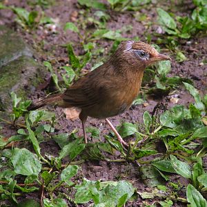 Spectacled Laughing-thrush at Lotherton Hall 01/08/09