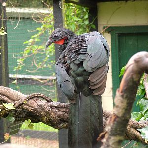 Spix's Guan at Lotherton Hall 01/08/09