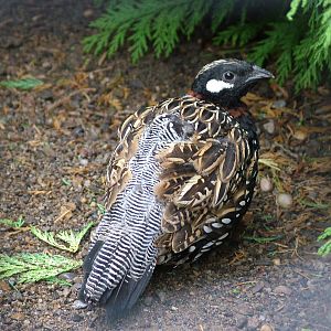 Black Francolin at Lotherton Hall 01/08/09