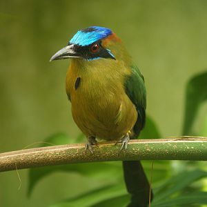 Blue-crowned Motmot