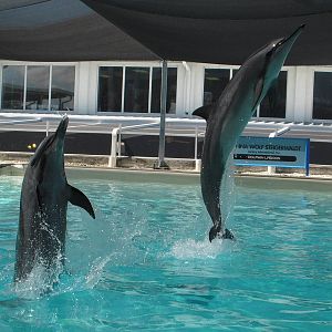 Longsnouted Spinner and Pantropical Spotted dolphin