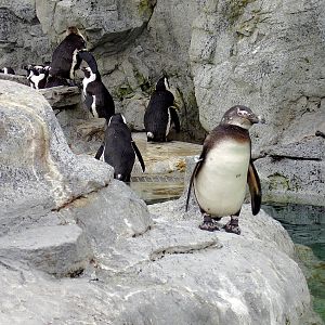 African Blackfoot Penguin- Mystic Aqua NOV06
