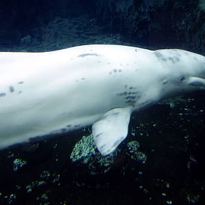 Beluga Whale- Mystic Aqua NOV06