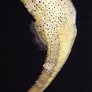 Brazilian Seahorse- Mystic Aqua NOV06