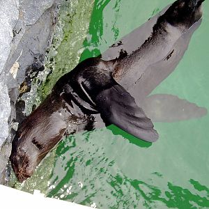 Northern Fur Seal- Mystic Aqua NOV06