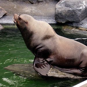 Steller Sealion m Kodiak - Mystic Aqua NOV06