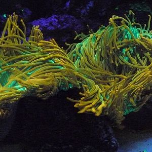 Flourescent Aneome