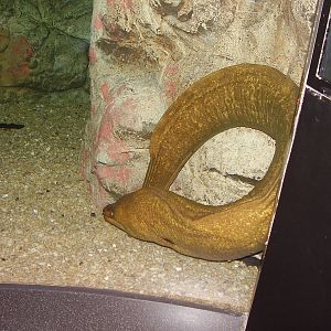 Green Moray Eel- Mystic Aqua NOV06