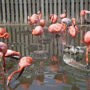 Carribean and Chilean Flamingo- Stone Zoo MAY07 II
