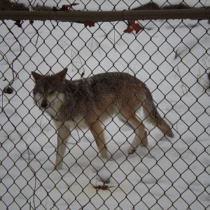 Mexican Gray Wolf- Stone Zoo JAN08