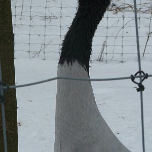 Black neck crane