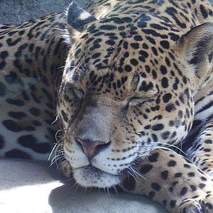 Jaguar - Stone Zoo JUN07 VI