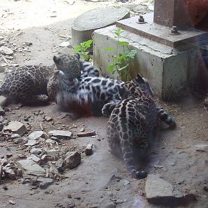Jaguar Cubs 8 wks- Stone Zoo JUN06 II