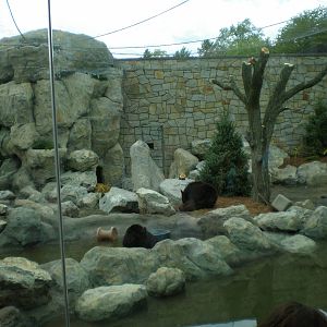 Black Bear Exhibit- Stone Zoo MAY08
