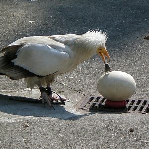 Egyptian Vulture - Stone Zoo JUL07 VII