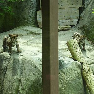 Jaguar Cubs 8wks- Stone Zoo JUN06 11