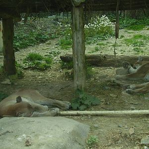 Cougar- Stone Zoo MAY07 II
