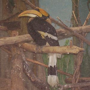 Indian Rhino Hornbill- Stone Zoo MAY07 II