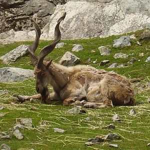 Markhor- Stone Zoo JUN07 II