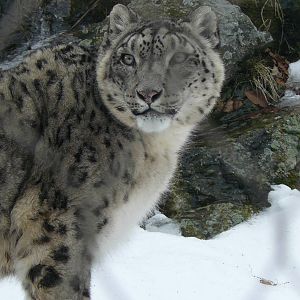 Snow leopard