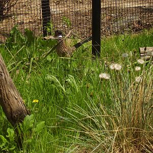 Roadrunner- Stone Zoo MAY07 II
