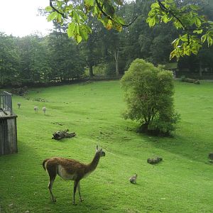 Wuppertal Zoo - South America