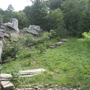 Wuppertal Zoo - Tiger Taiga