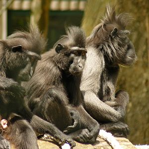FORMING AN ORDERLY QUEUE FOR THE HAIRDRESERS